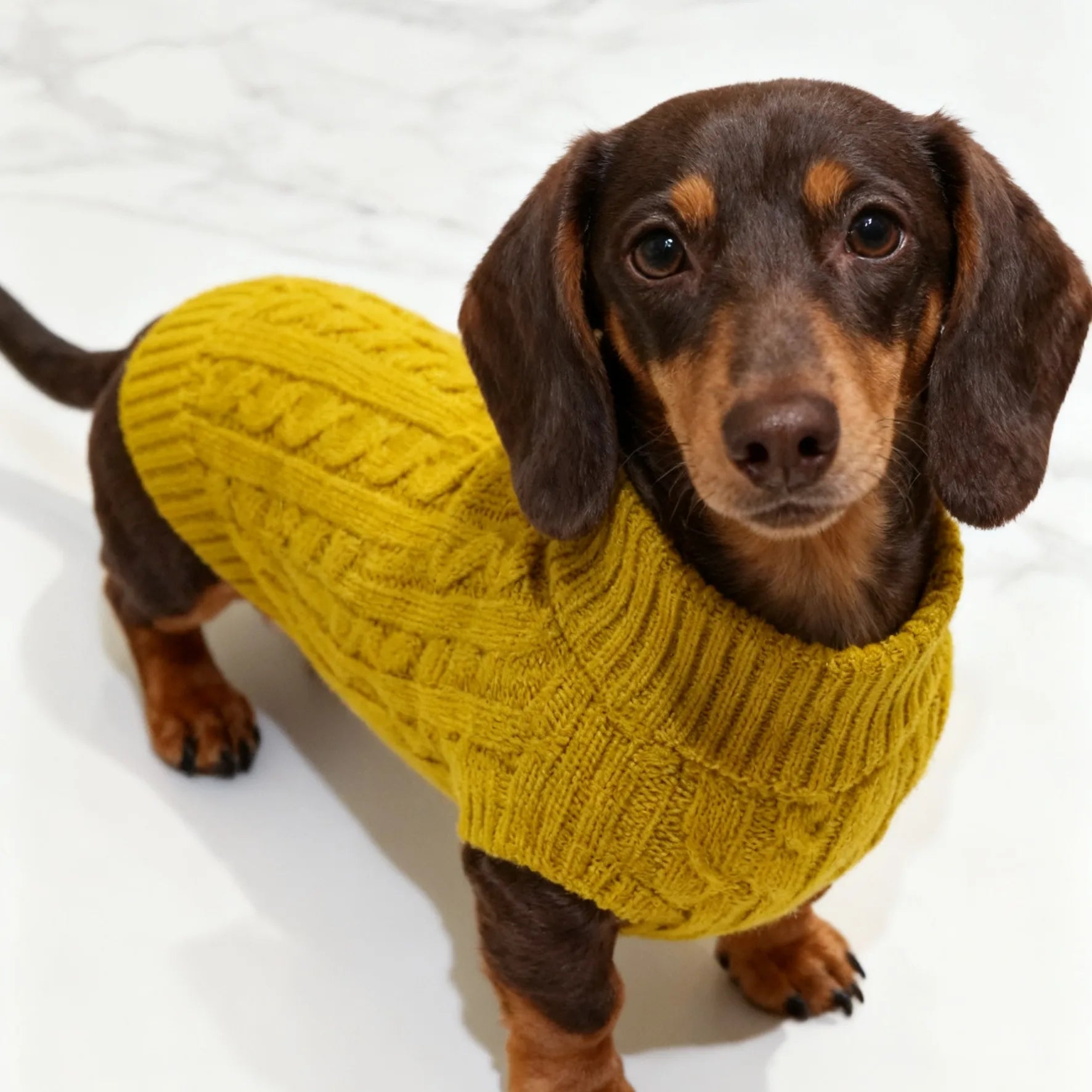 Colete Suéter de Tricô Quente de Inverno com 2 Pernas para Cães Salsicha Colete Sem Mangas de Cor Sólida para Cães Dachshund Casaco Macio para Dachshund Pequeno e Médio