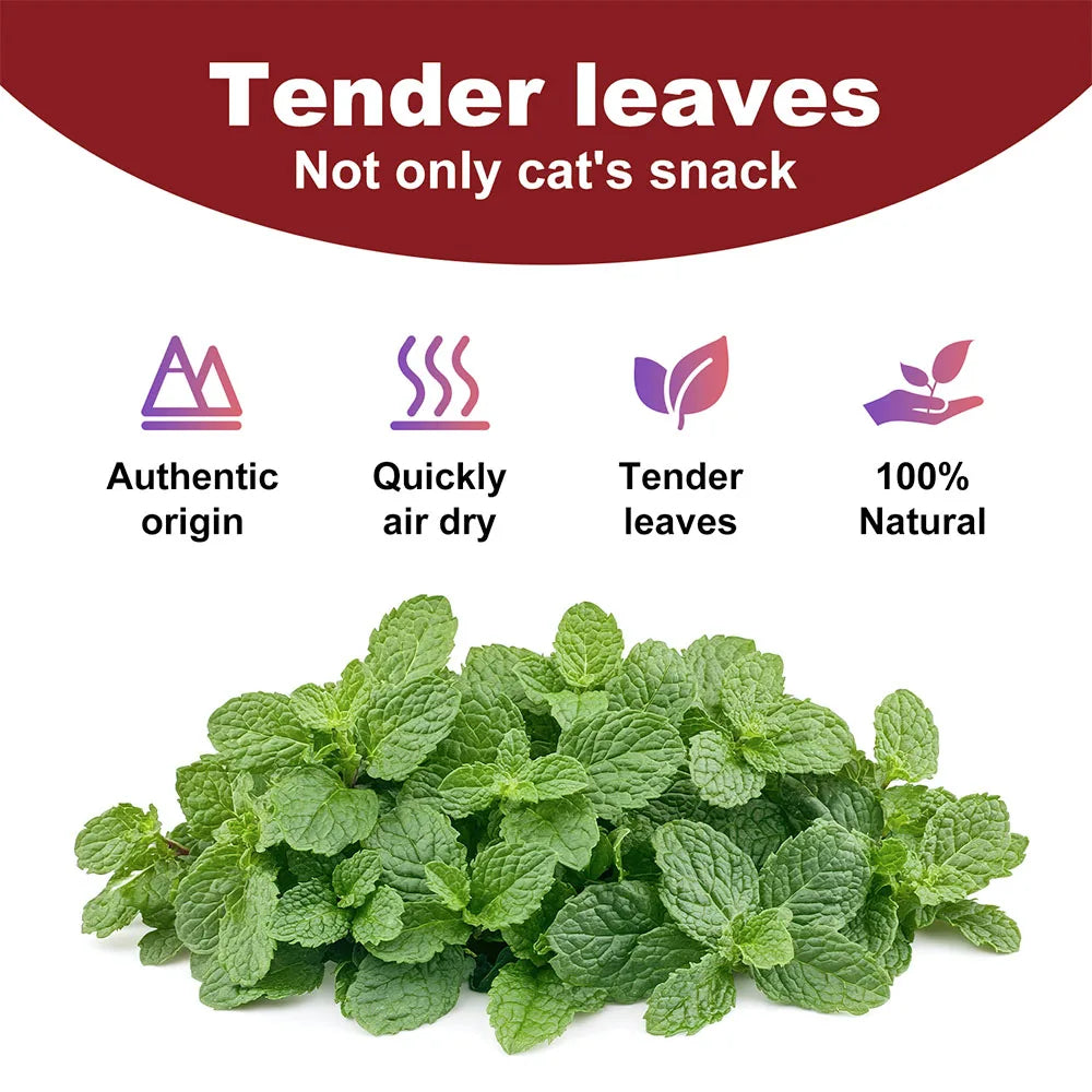 Pet's Cat Premium Catnip-56g Pote de Erva do Gato de Alta Potência, 100% Natural e Livre de Químicos, Seguro para Gatos de Todas as Idades
