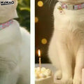 Pet Necklace Colorful Lace Flower Coleira para Gato Filhote...